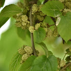 White mulberry