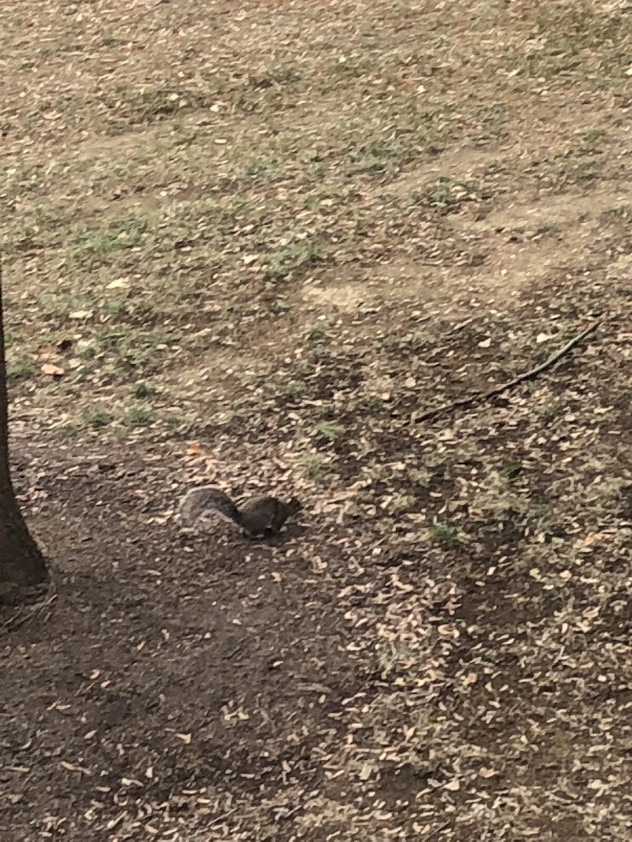 Grey Squirrel