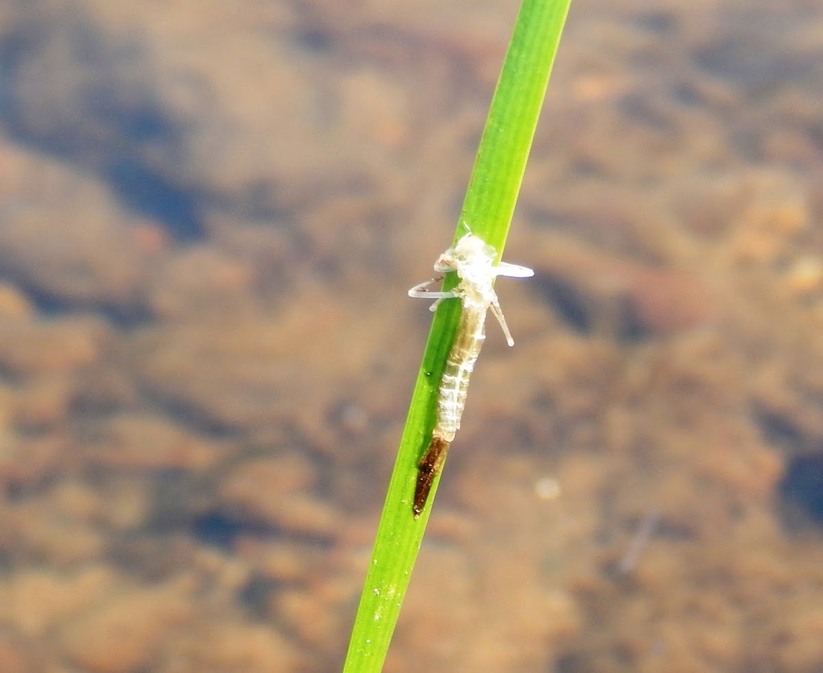 Damselfly Nymph