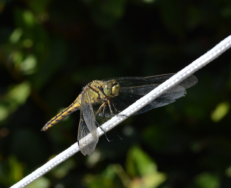 Libellula a riposo di alegio89