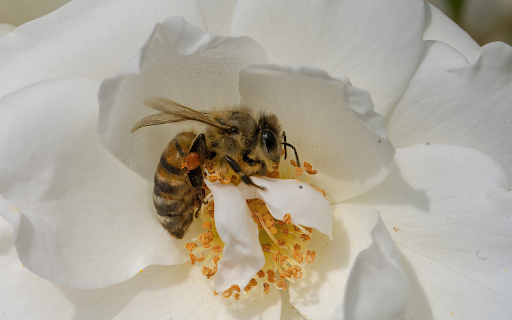 Bees get nectar