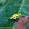 Spiny Orb Weaver Spider