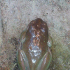 White's Tree Frog