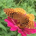 Great Spangled Fritillary