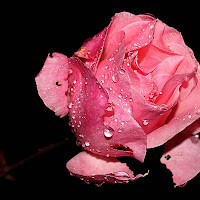 Semplicemente una rosa di 