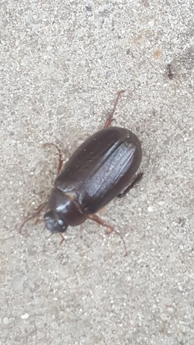 June Bug?