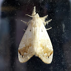 Tussock Moth