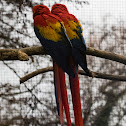 Scarlet Macaw