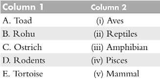 Characteristics Of Phylum Chordata