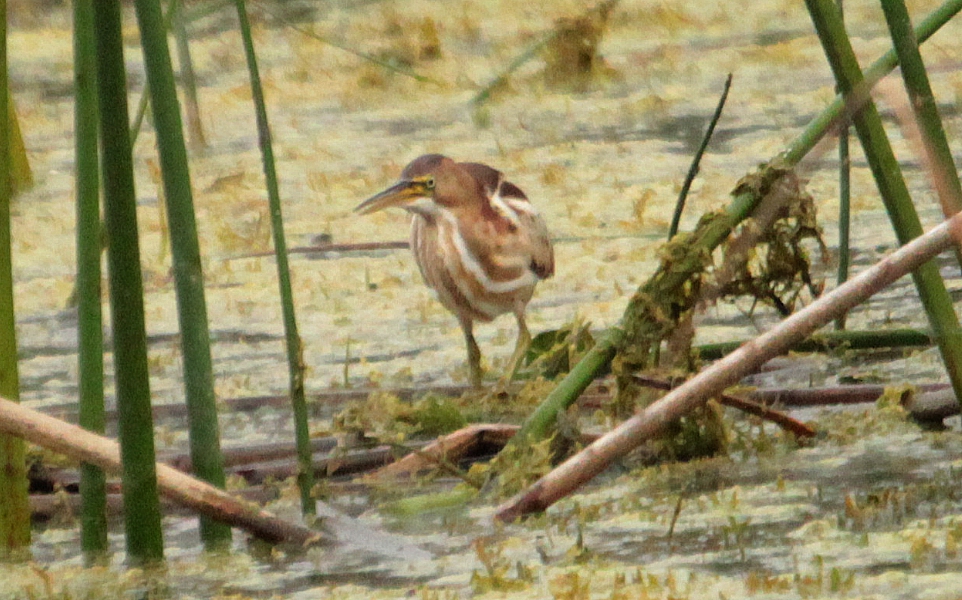 Least Bittern