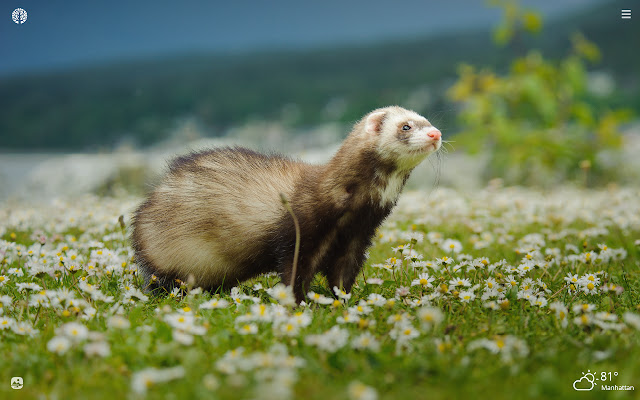 Ferret HD Wallpapers New Tab Theme