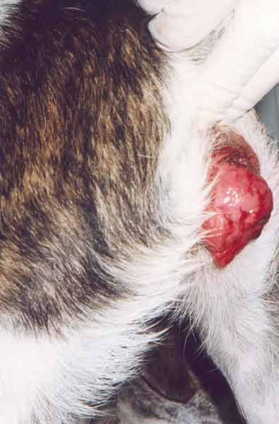 A cauliflower like transmissible venereal tumor protruding from the vulva in a 4 year old crossbreed bitch