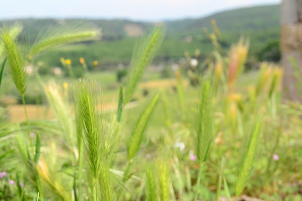 la delicatezza in natura di aeglos