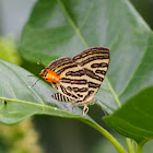 Long-banded Silverline