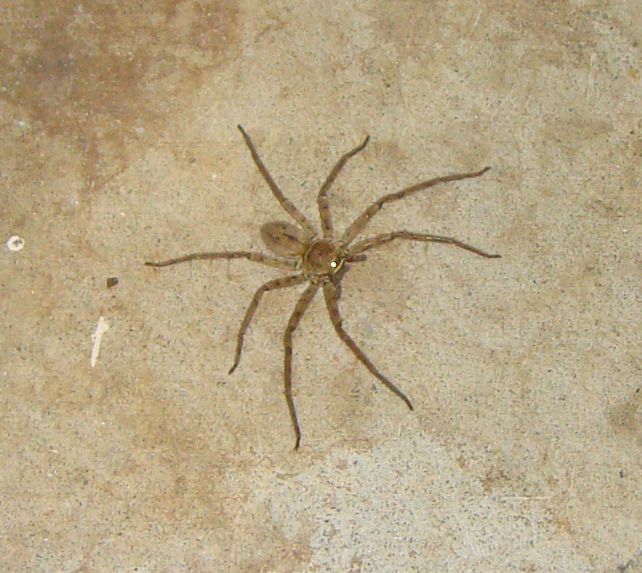 Cane Spider