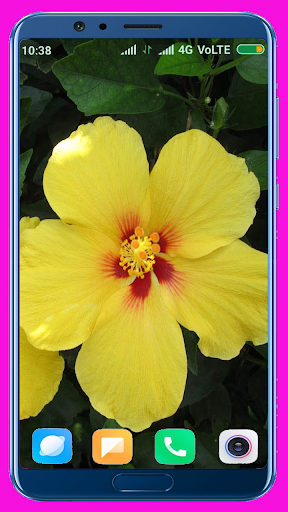 Hibiscus Flower Wallpaper Best 4K