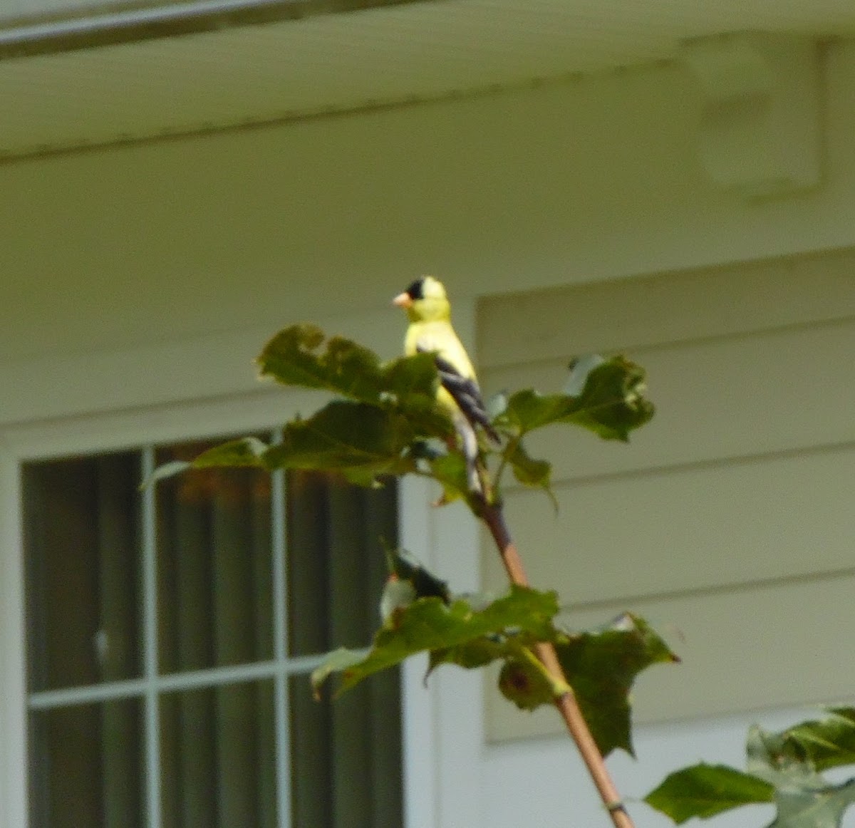 American gold finch