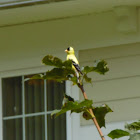 American gold finch