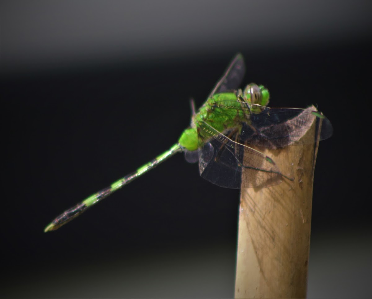 Green Darner