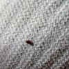 bed bug