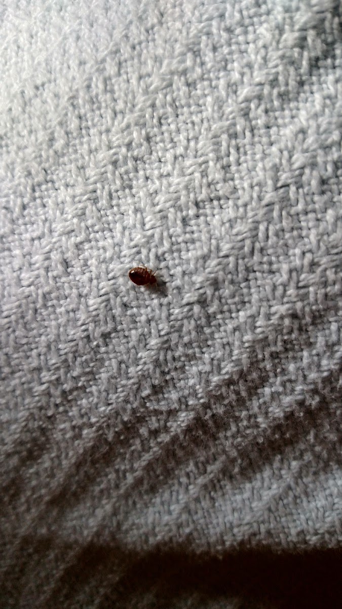 bed bug