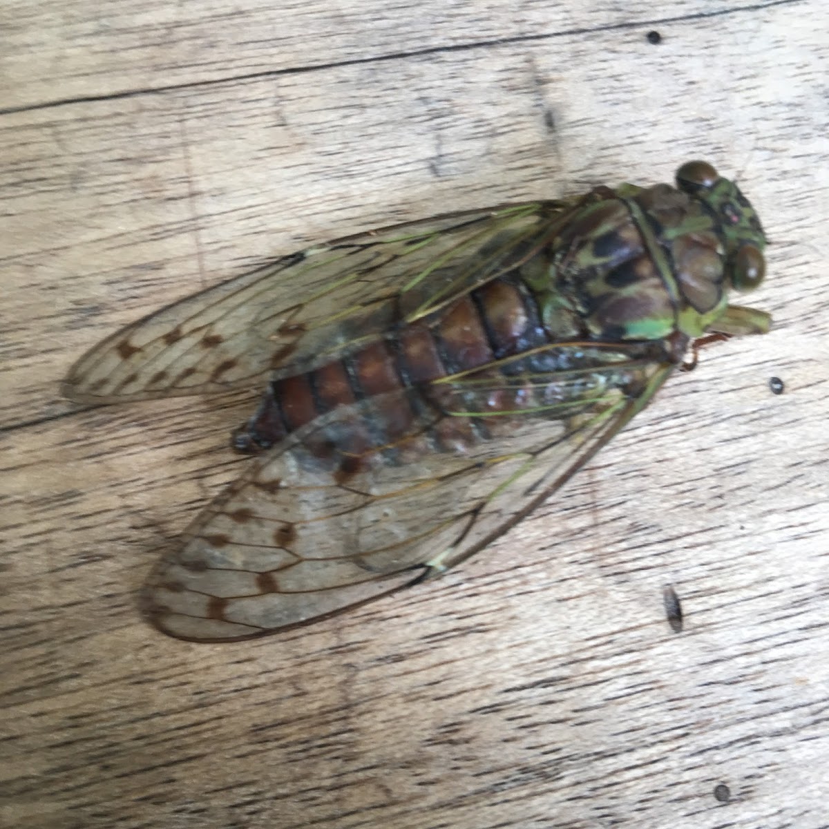 Cicadas