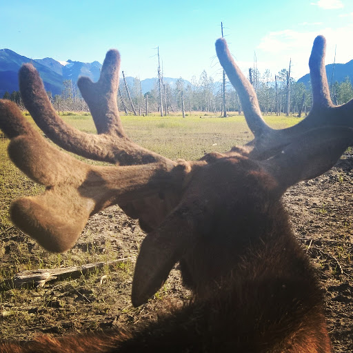 12 InstagramCapture_c121ea8d-2614-402f-942c-3fda52656e04.jpg - Breakfast with Bullwinkle at Alaska Wildlife Conservation Center