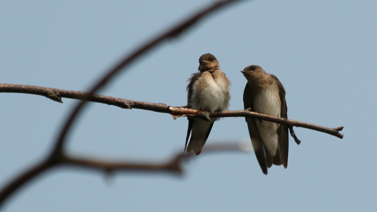 Northern rough-winged swallow