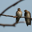 Northern rough-winged swallow