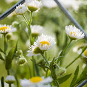 Prairie Fleabane