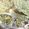 Common Chiffchaff; Mosquitero Común