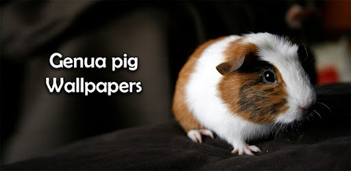 Guinea Pig Wallpapers