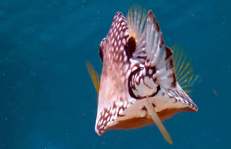 Scuba & snorkeling paradise: A smooth trunkfish spotted in the waters of Klein Curaçao.