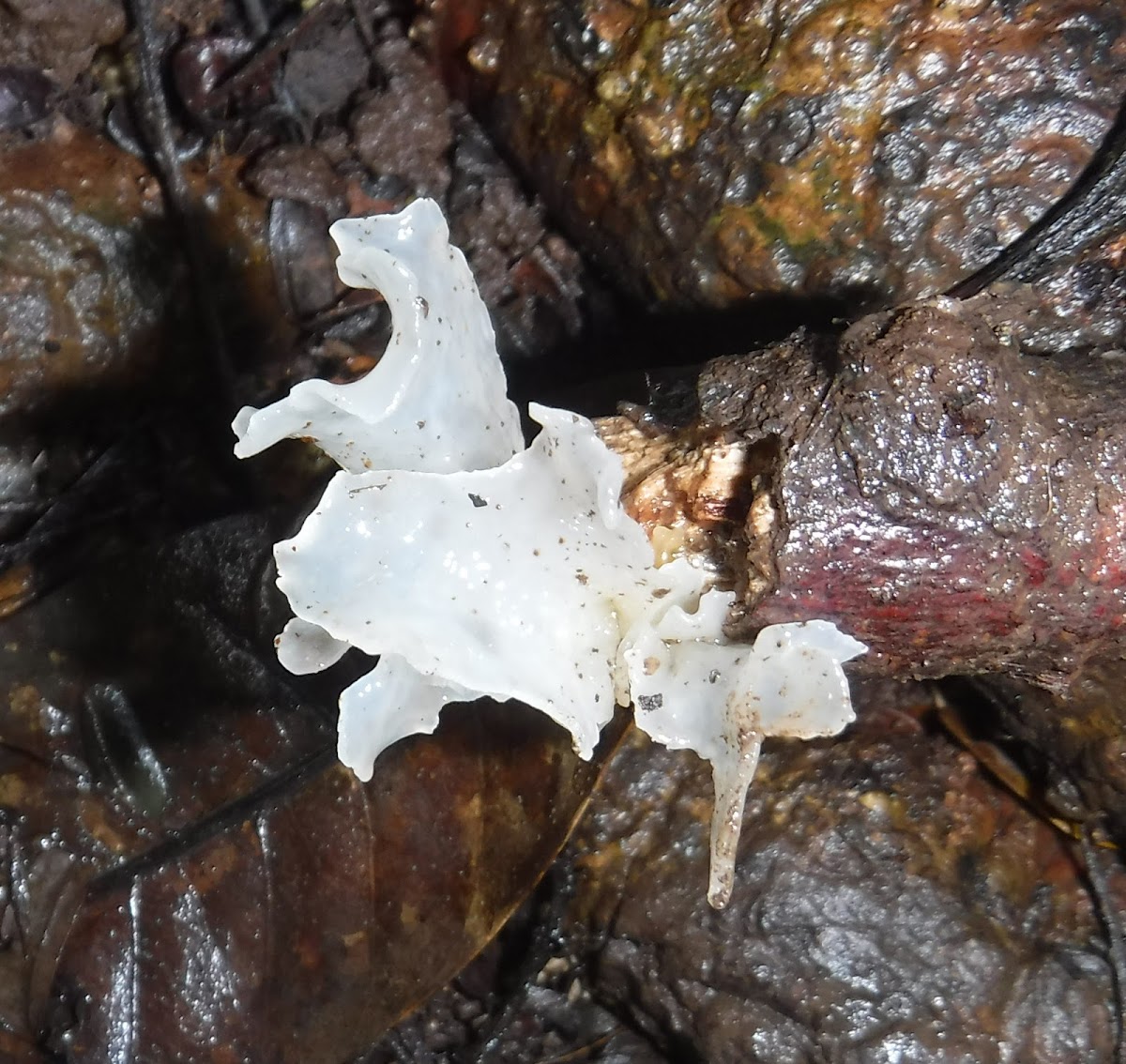 Snow fungi