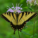 Eastern Tiger Swallowtail (Male)