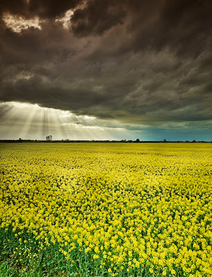 ...L'odore di terra bagnata... di winonafender