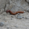 Desert Millipede