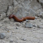 Desert Millipede