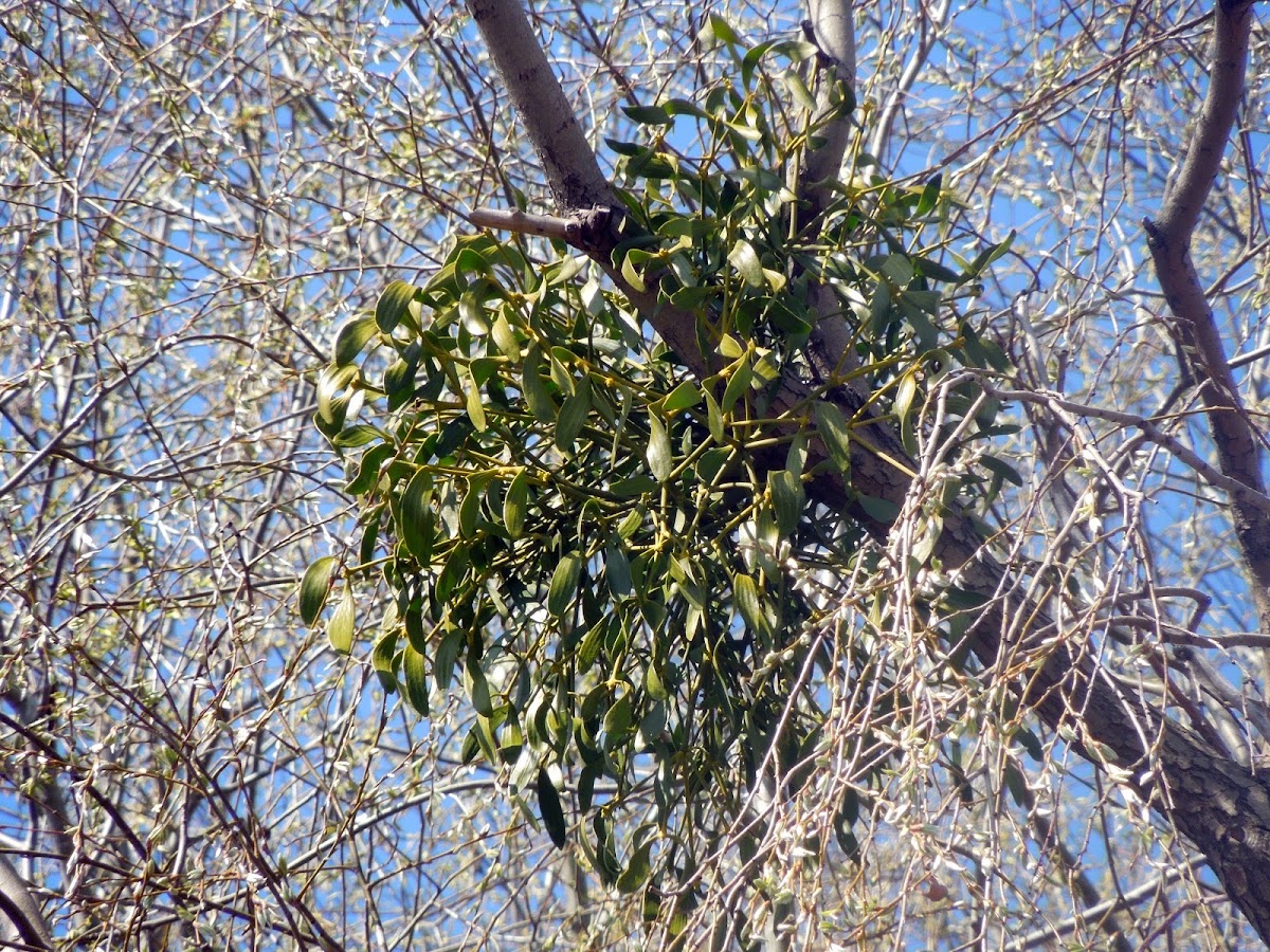 Mistletoe