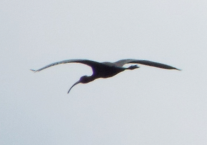 White-faced ibis