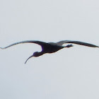 White-faced ibis