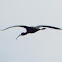 White-faced ibis