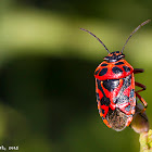 Red Cabbage Bug