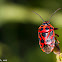 Red Cabbage Bug