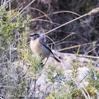 Stonechat; Tarabilla Común