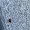 Asian Ladybird Beetle