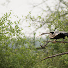 Oriental Darter