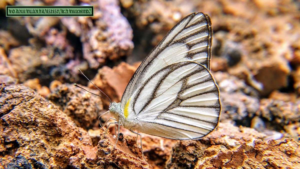 Striped albatross.