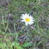 Oxeye Daisy