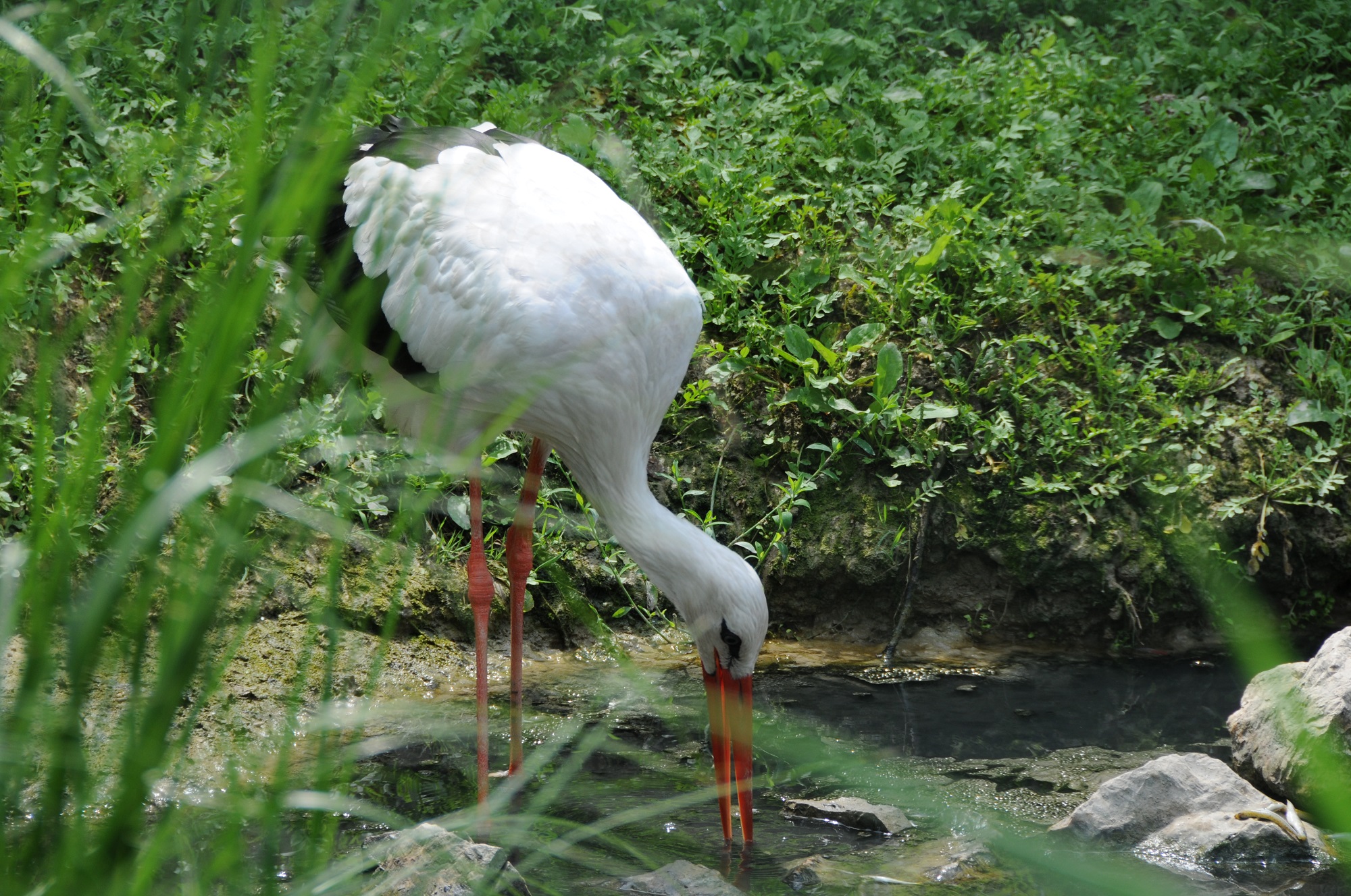 Cicogna di Micio